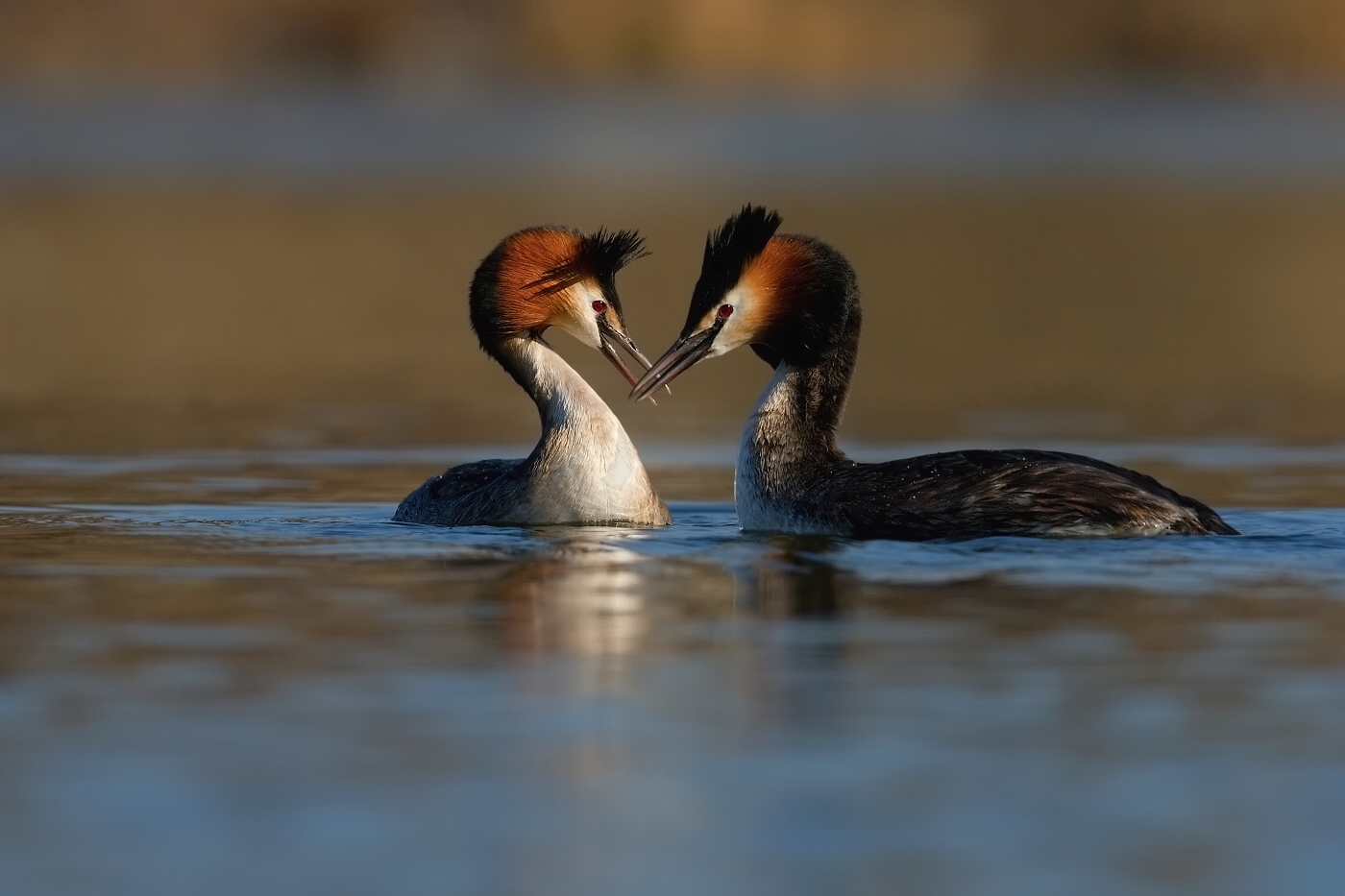 Potápka roháč  ( Podiceps cristatus )