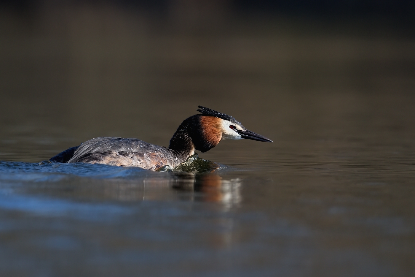 Potápka roháč  ( Podiceps cristatus )