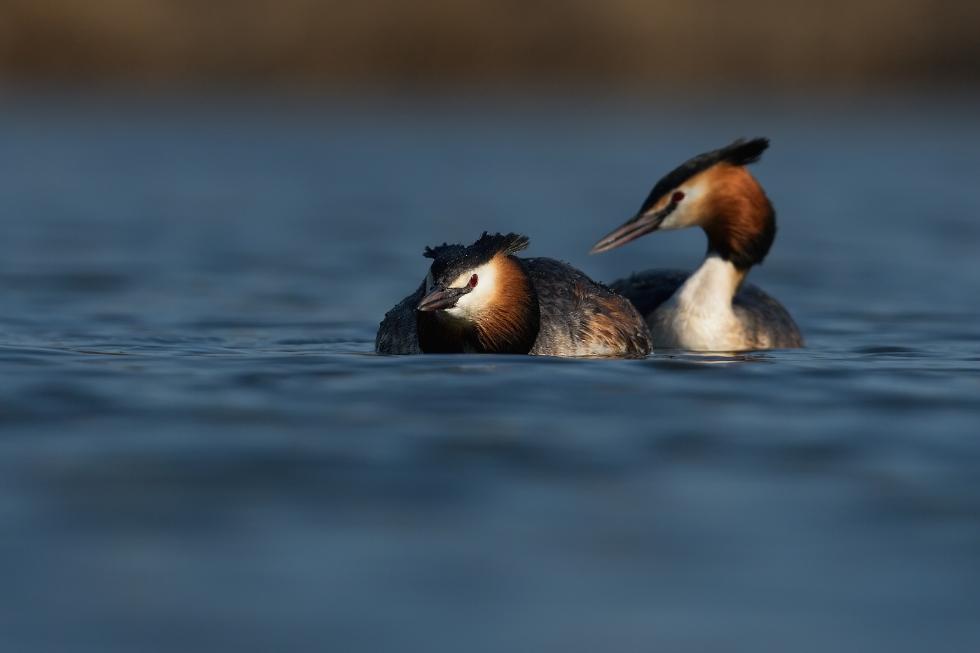 Potápka roháč  ( Podiceps cristatus )