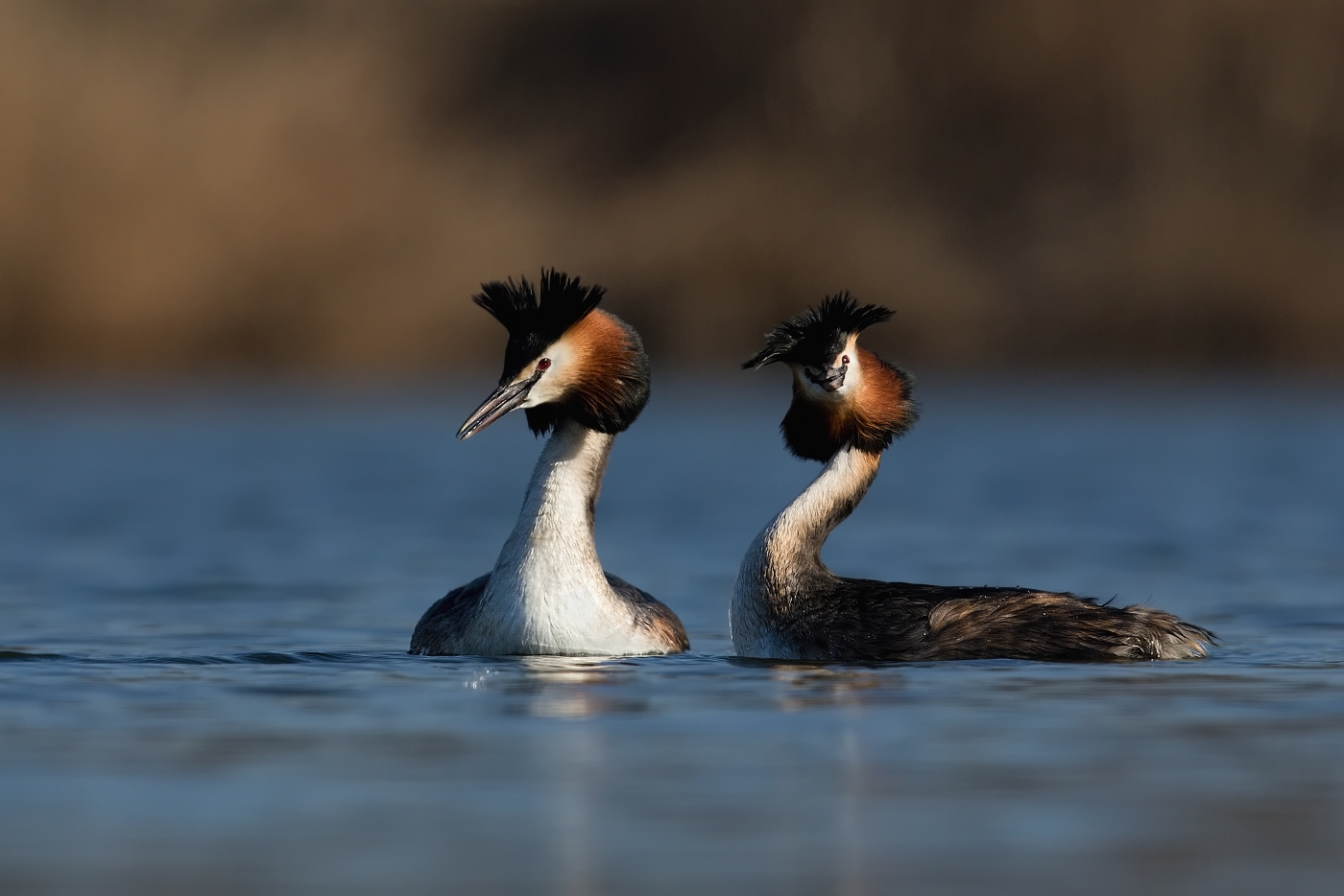 Potápka roháč  ( Podiceps cristatus )