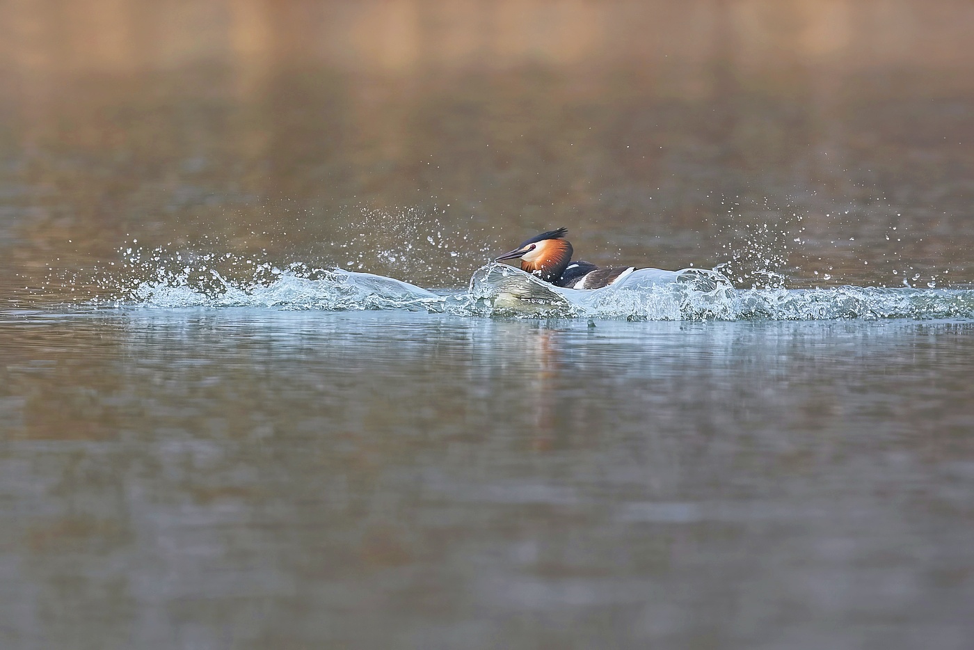 Potápka roháč ( Podiceps cristatus )