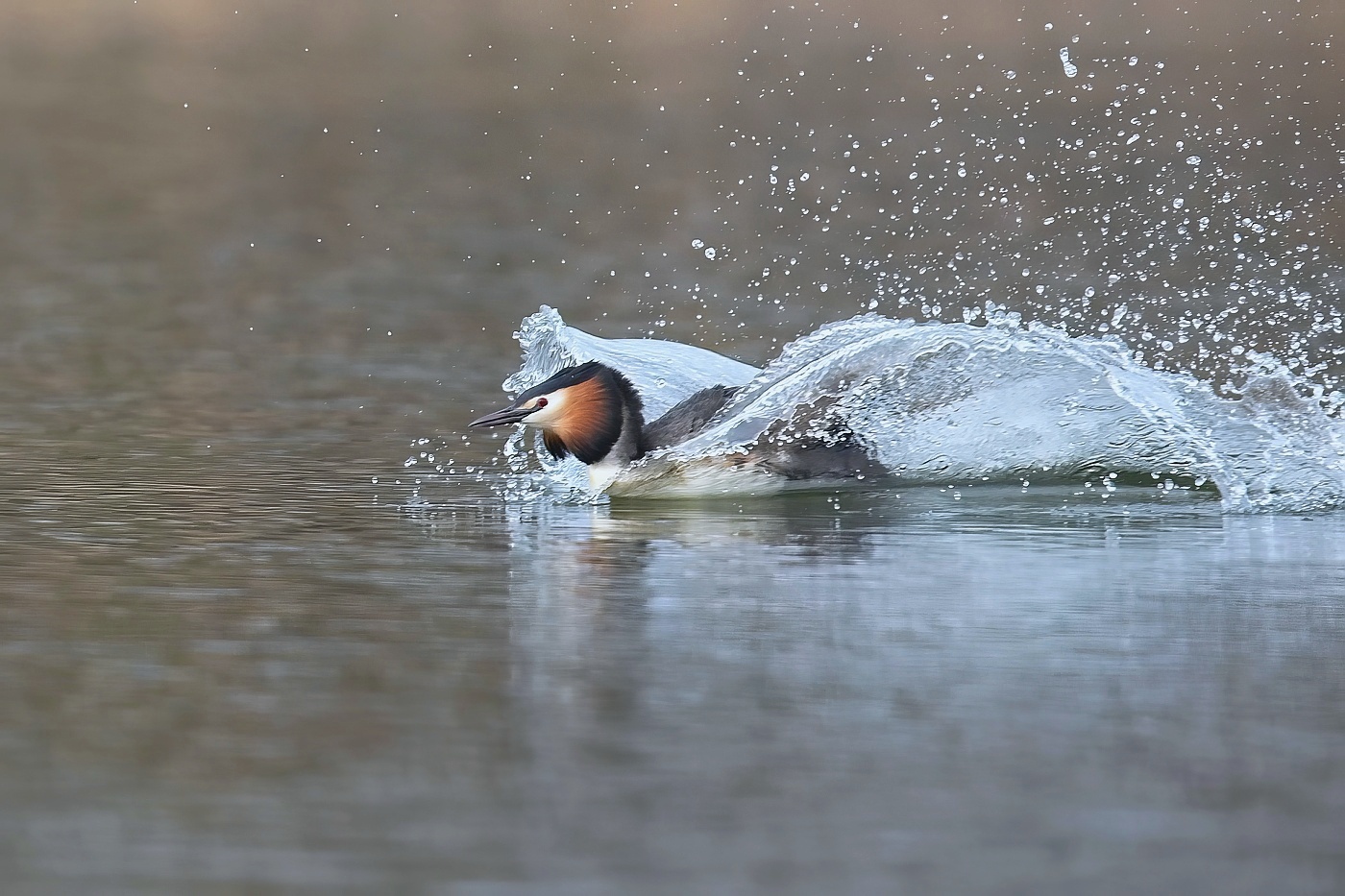 Potápka roháč ( Podiceps cristatus )