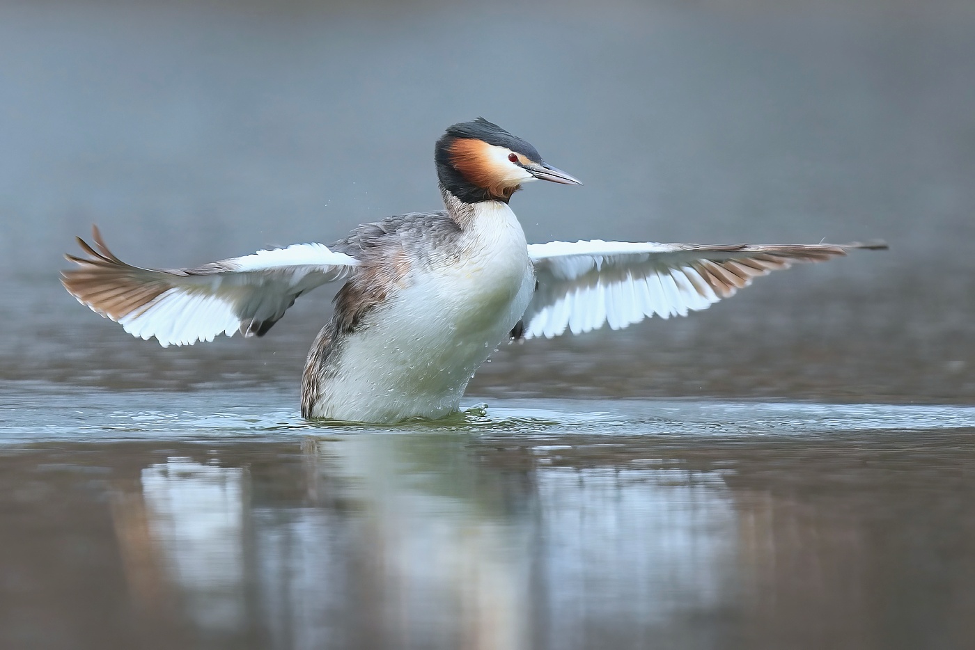 Potápka roháč ( Podiceps cristatus )