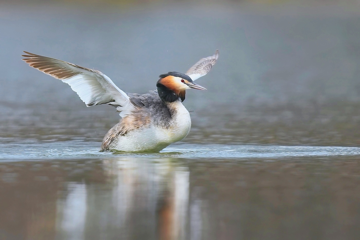 Potápka roháč ( Podiceps cristatus )