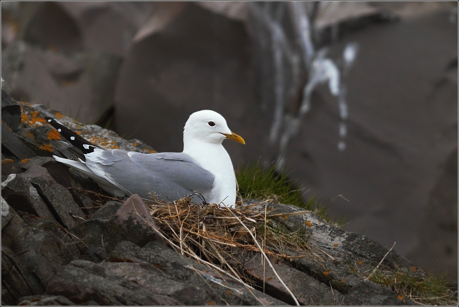 Racek bouřní  ( Larus canus )