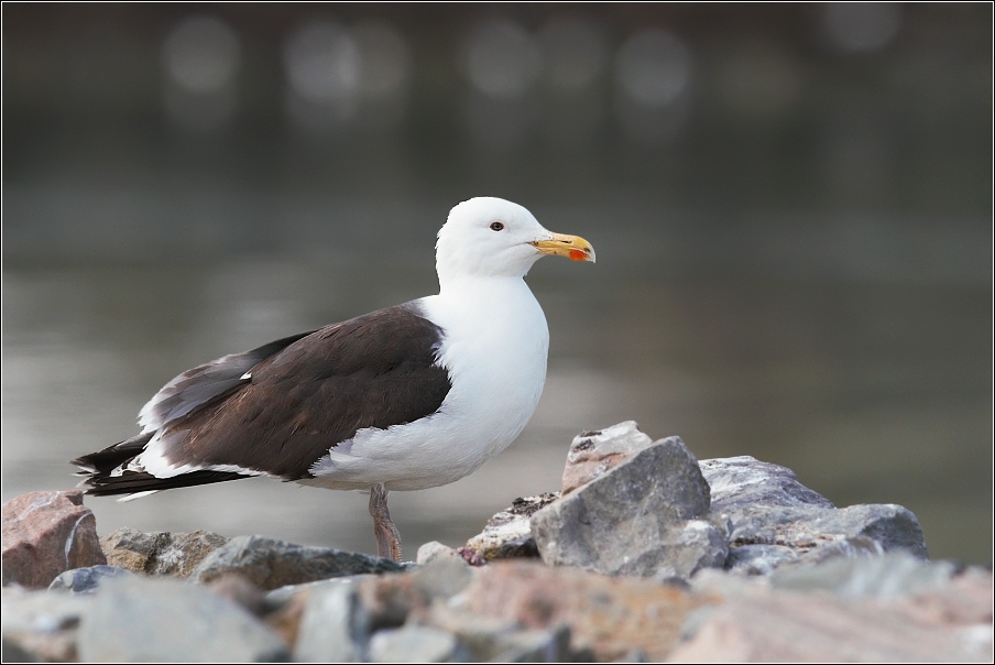 Racek mořský ( Larus marinus )