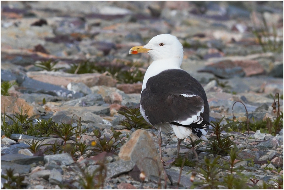 Racek mořský ( Larus marinus )