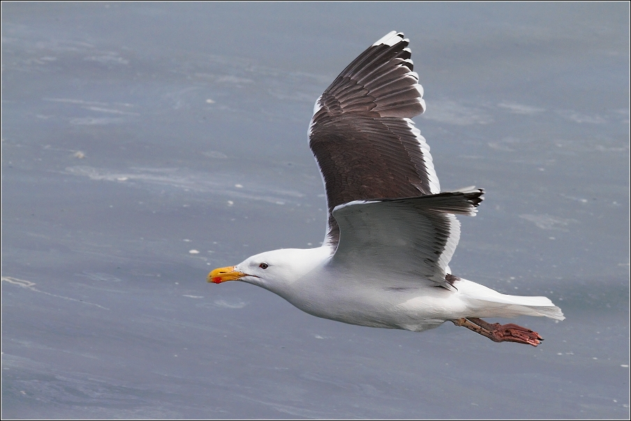 Racek mořský ( Larus marinus )