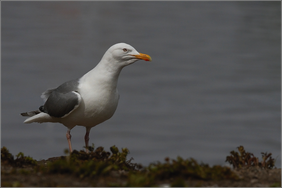 Racek mořský ( Larus marinus )