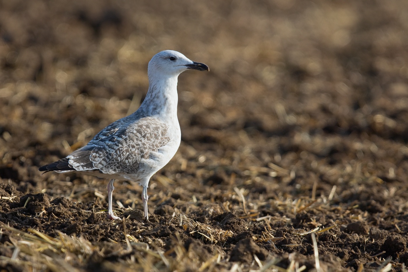 Racek středomořský  ( Larus michahellis )