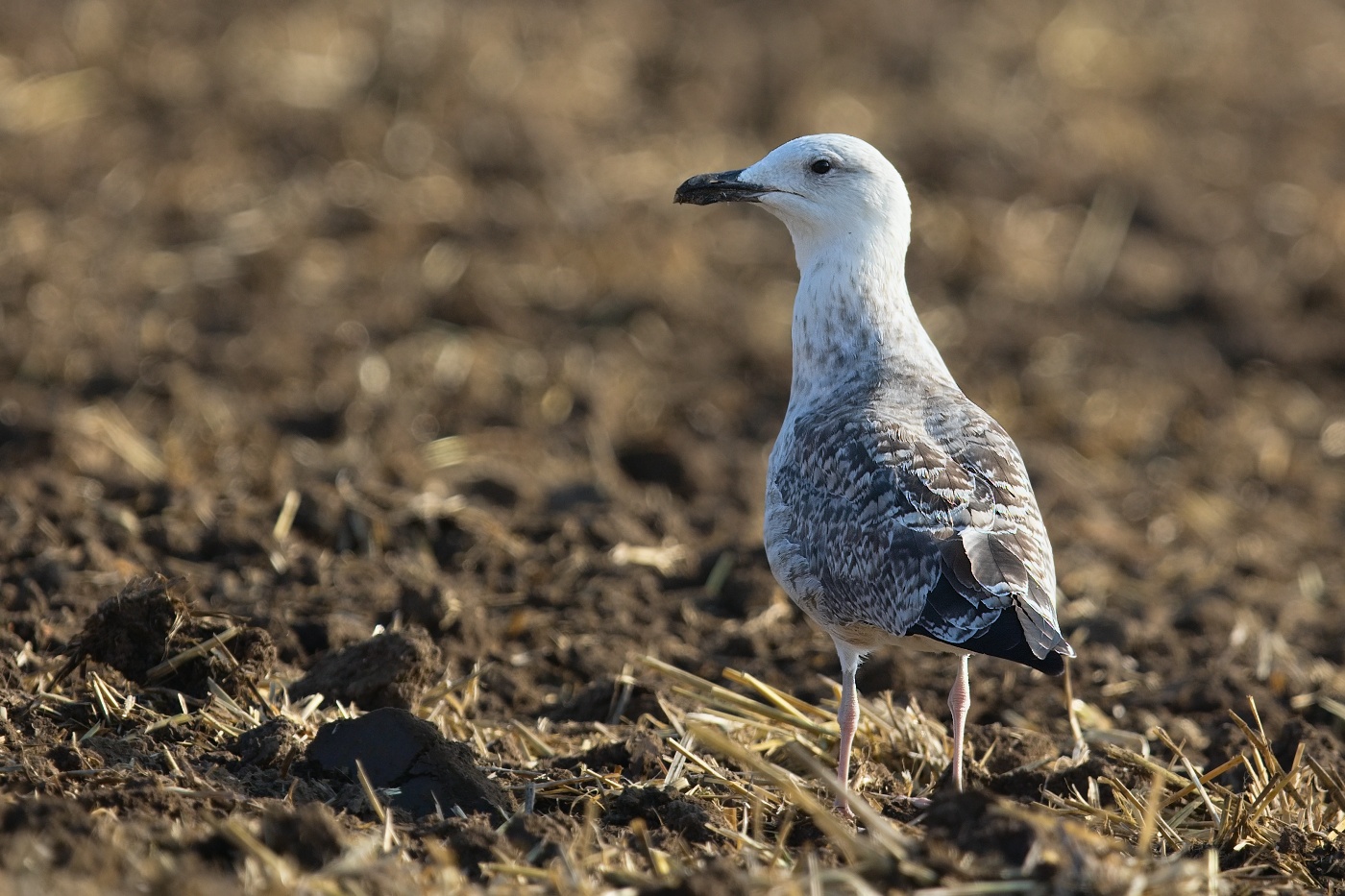 Racek středomořský  ( Larus michahellis )