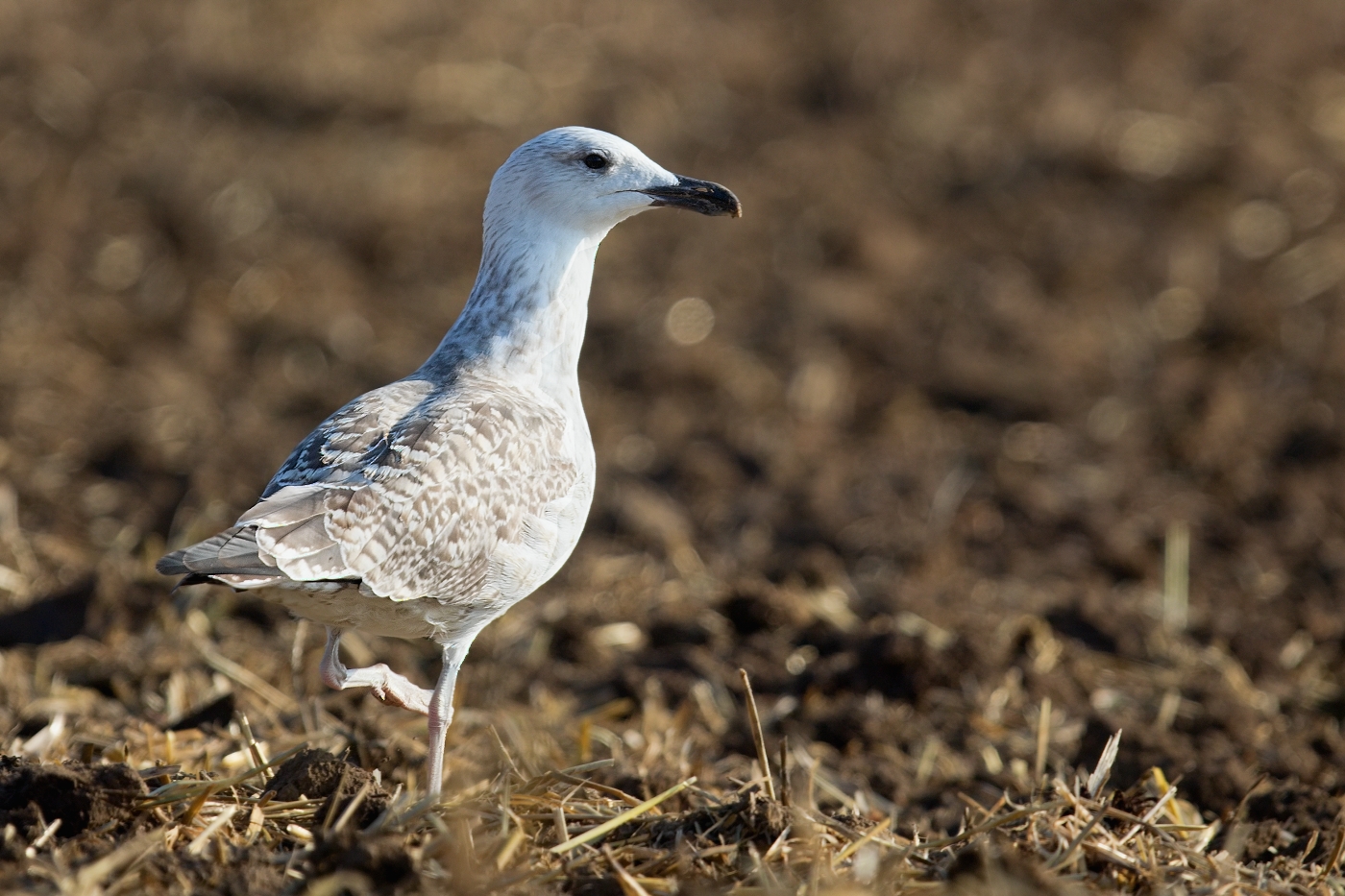 Racek středomořský  ( Larus michahellis )