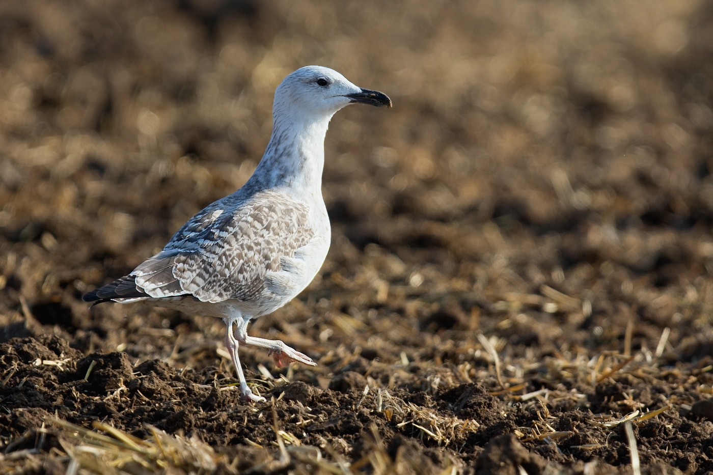 Racek středomořský  ( Larus michahellis )