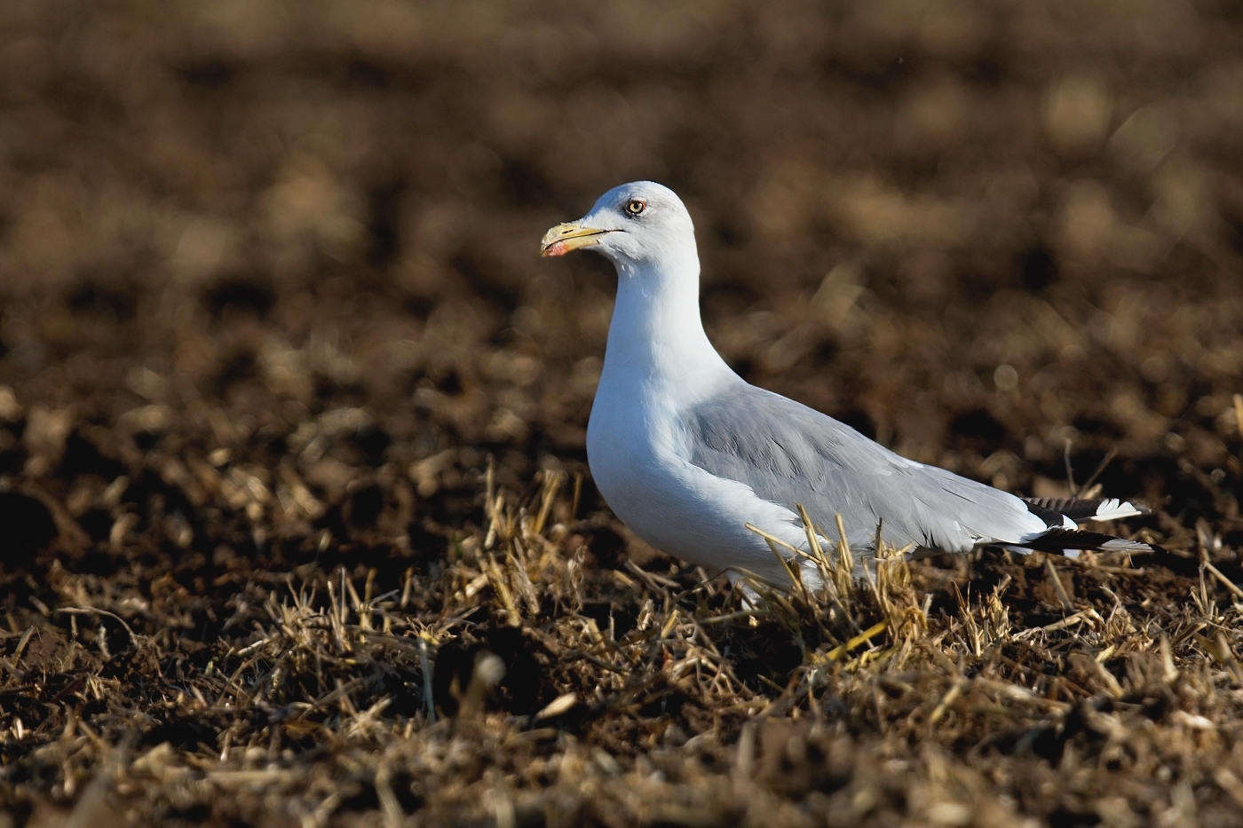 Racek středomořský  ( Larus michahellis )