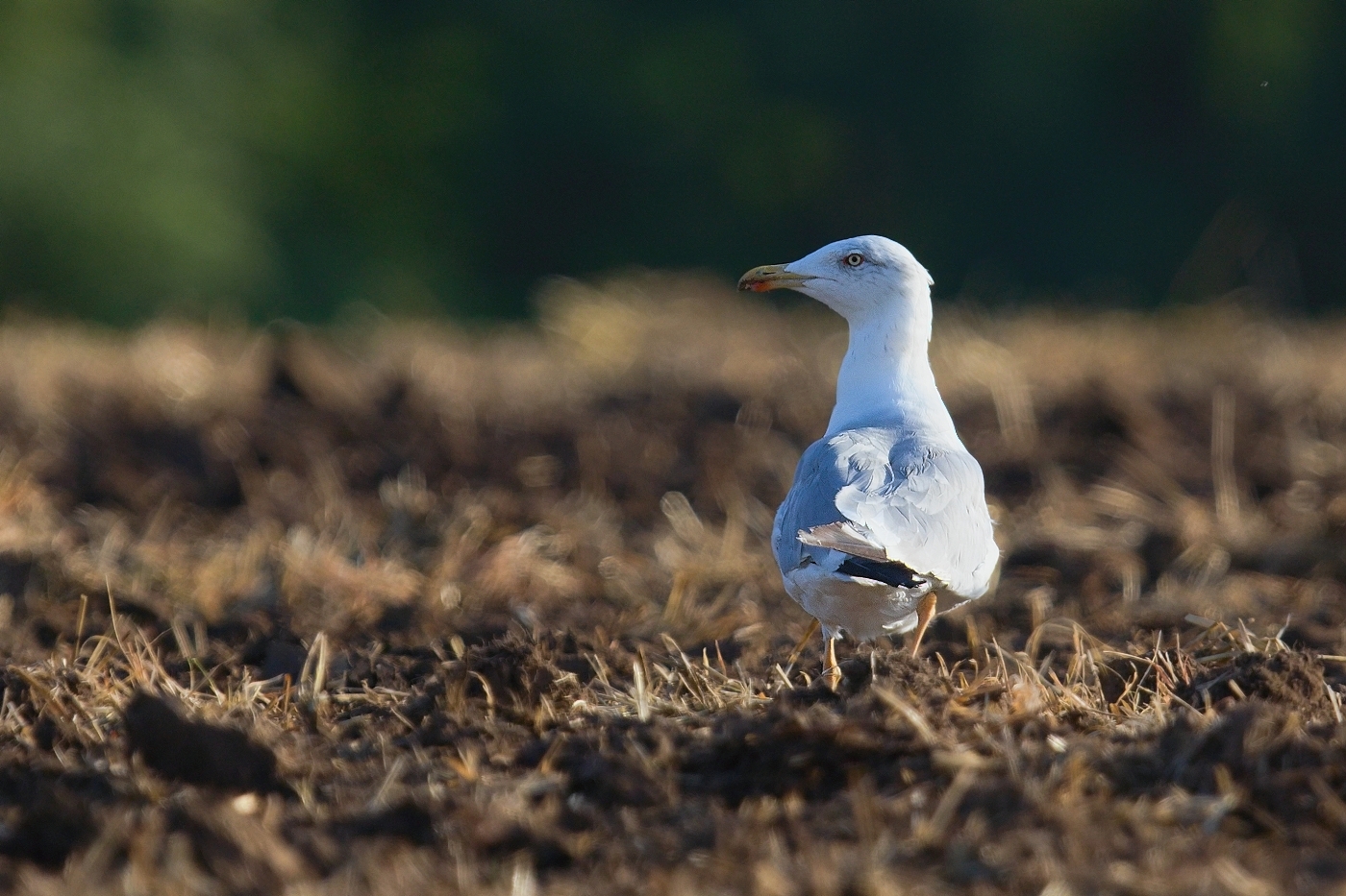 Racek středomořský  ( Larus michahellis )