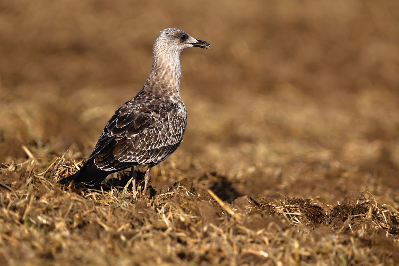 Racek středomořský  ( Larus michahellis )