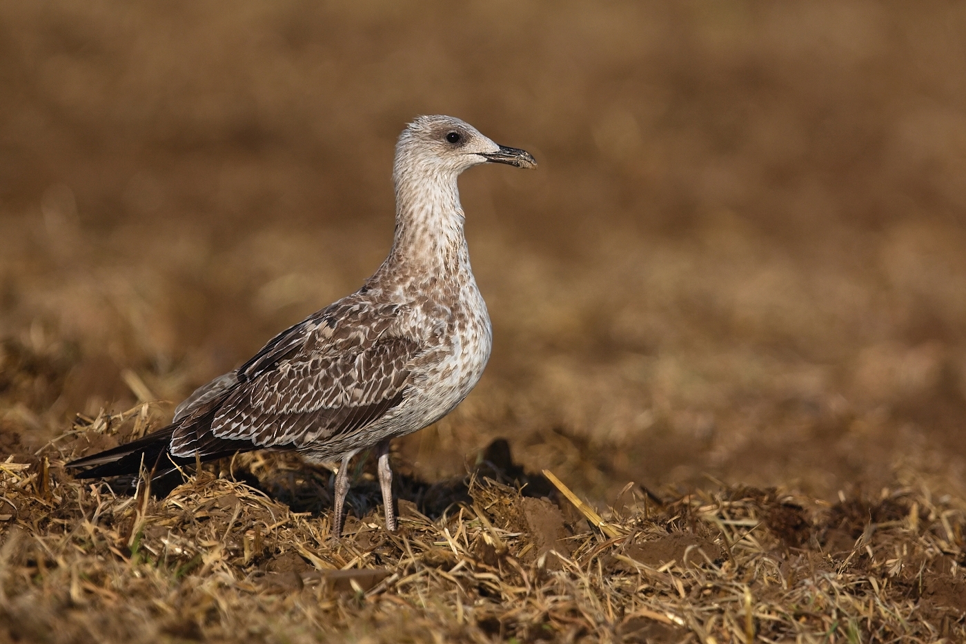 Racek středomořský  ( Larus michahellis )