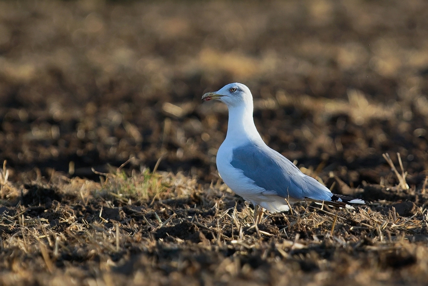 Racek středomořský  ( Larus michahellis )