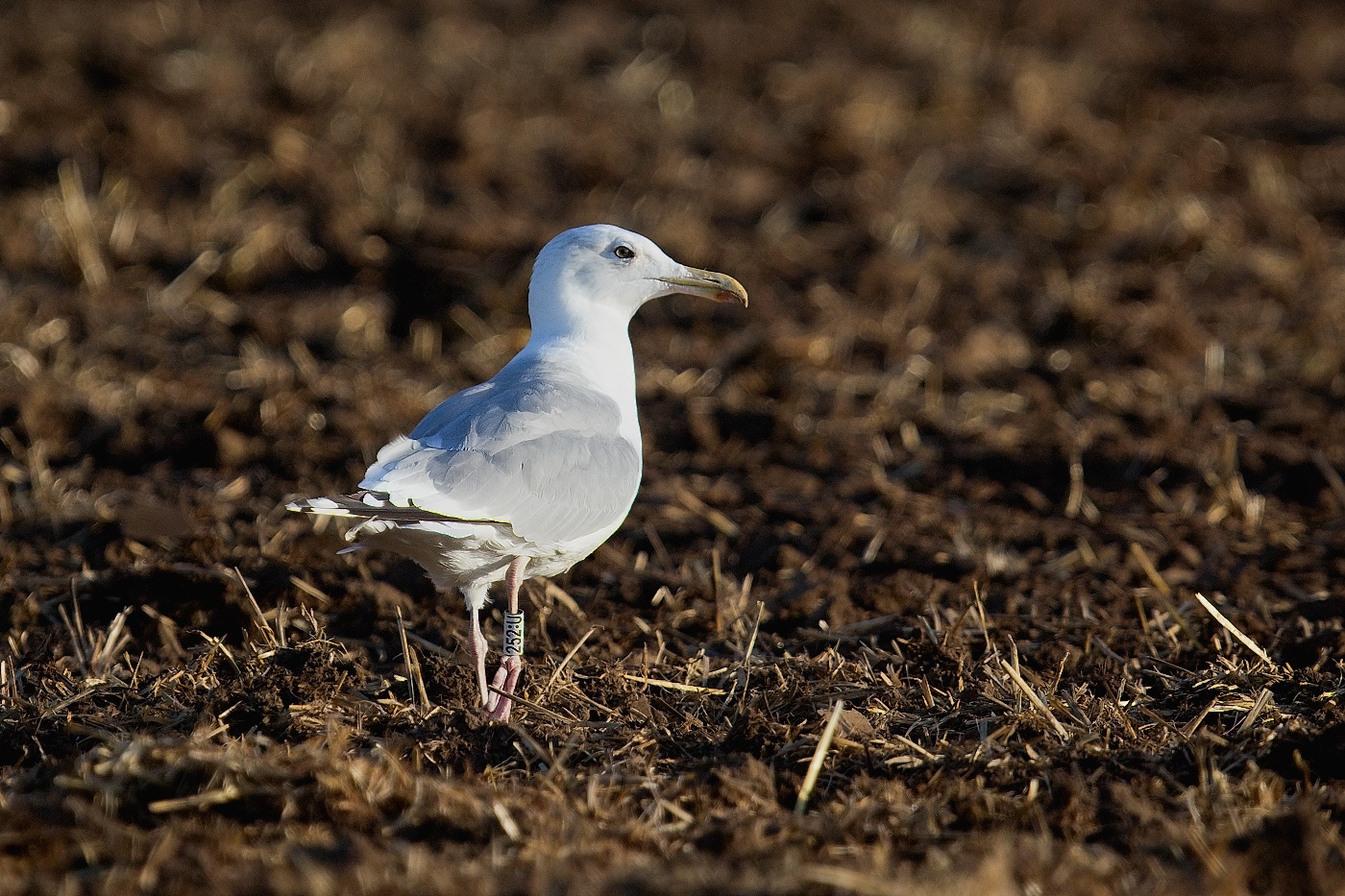 Racek středomořský  ( Larus michahellis )