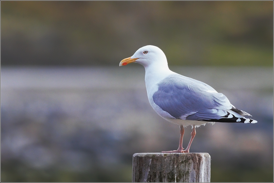 Racek stříbřitý  ( Larus argentatus )