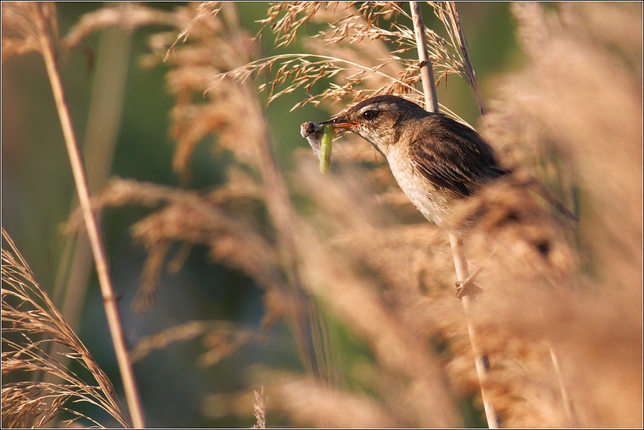 Rákosník proužkovaný ( Acrocephalus schoenobaenus )