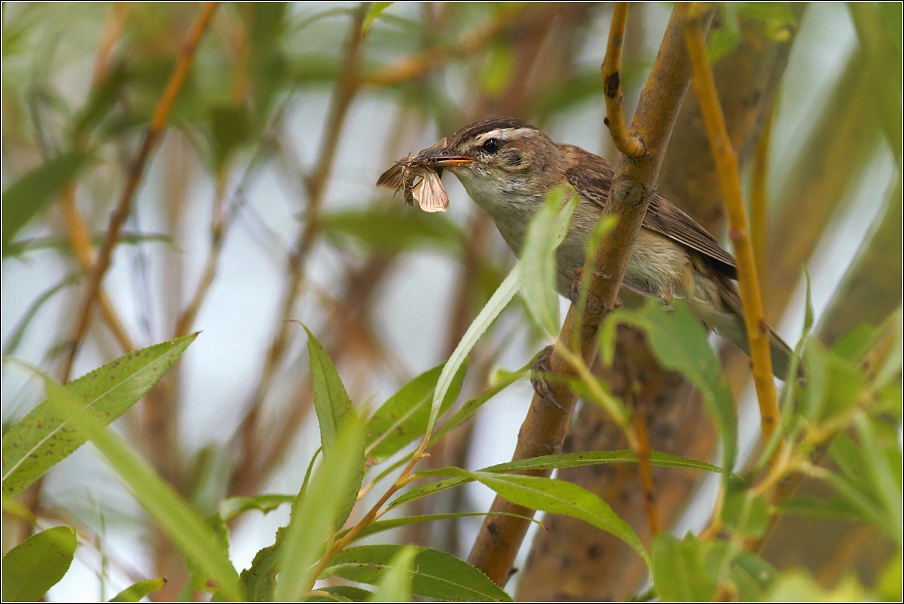 Rákosník proužkovaný ( Acrocephalus schoenobaenus )