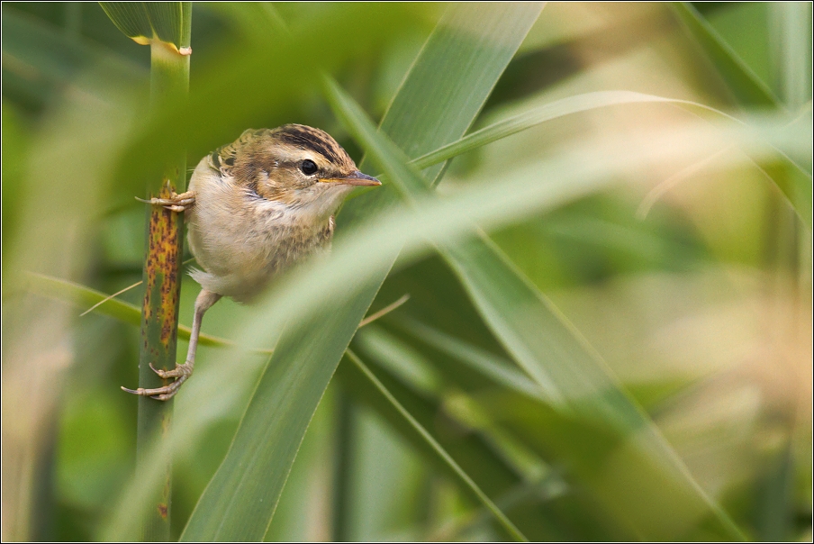 Rákosník proužkovaný ( Acrocephalus schoenobaenus )