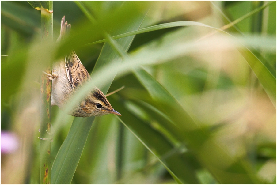 Rákosník proužkovaný ( Acrocephalus schoenobaenus )