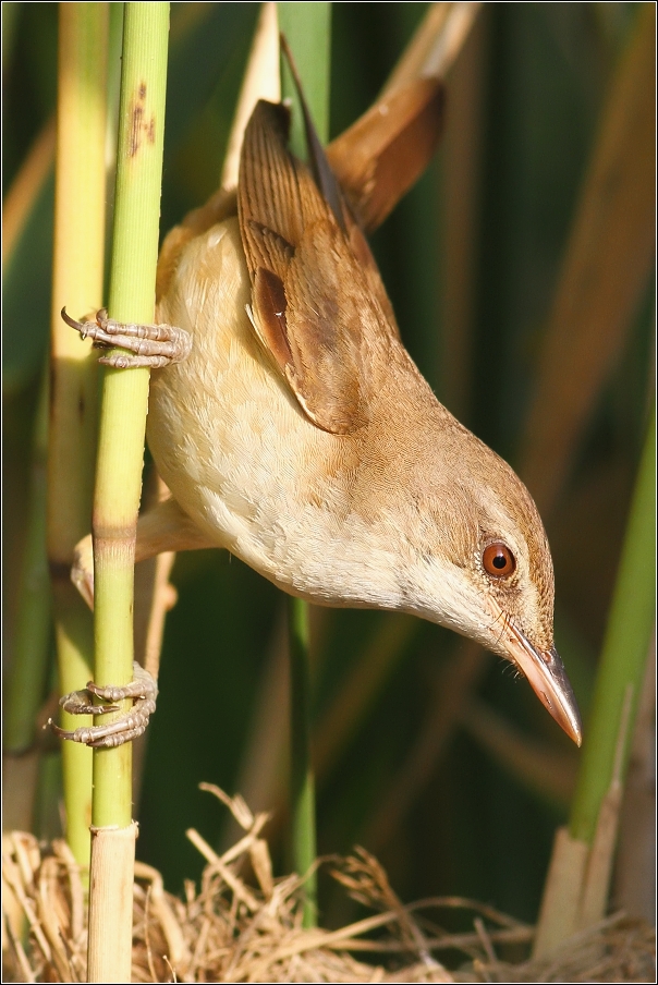 Rákosník velký ( Acrocephalus arundinaceus )