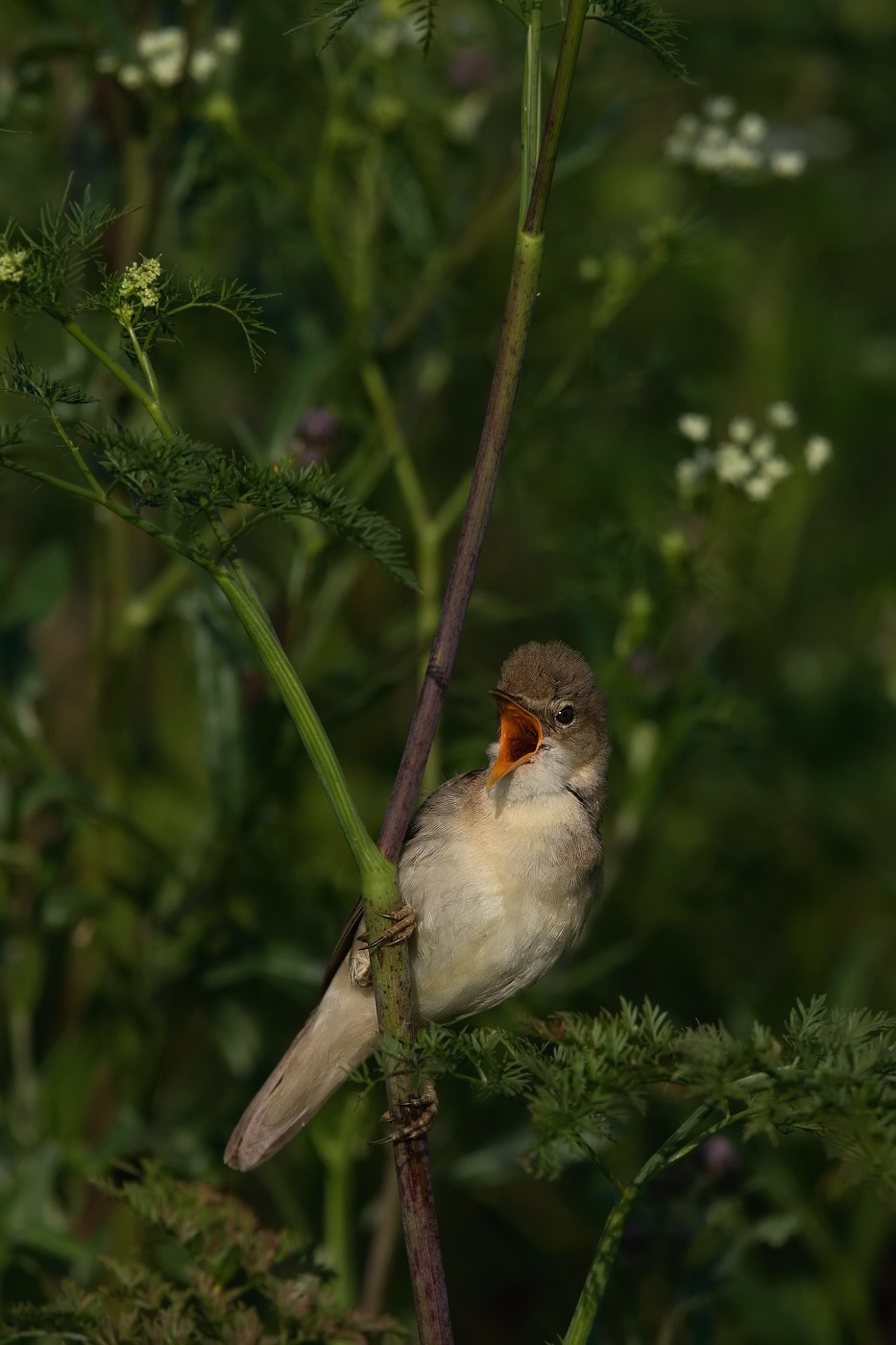 Rákosník zpěvný  ( Acrocephalus palustris )