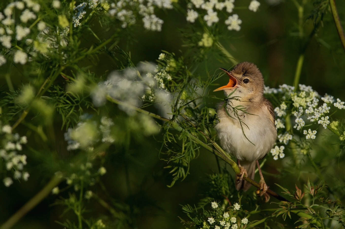 Rákosník zpěvný  ( Acrocephalus palustris )