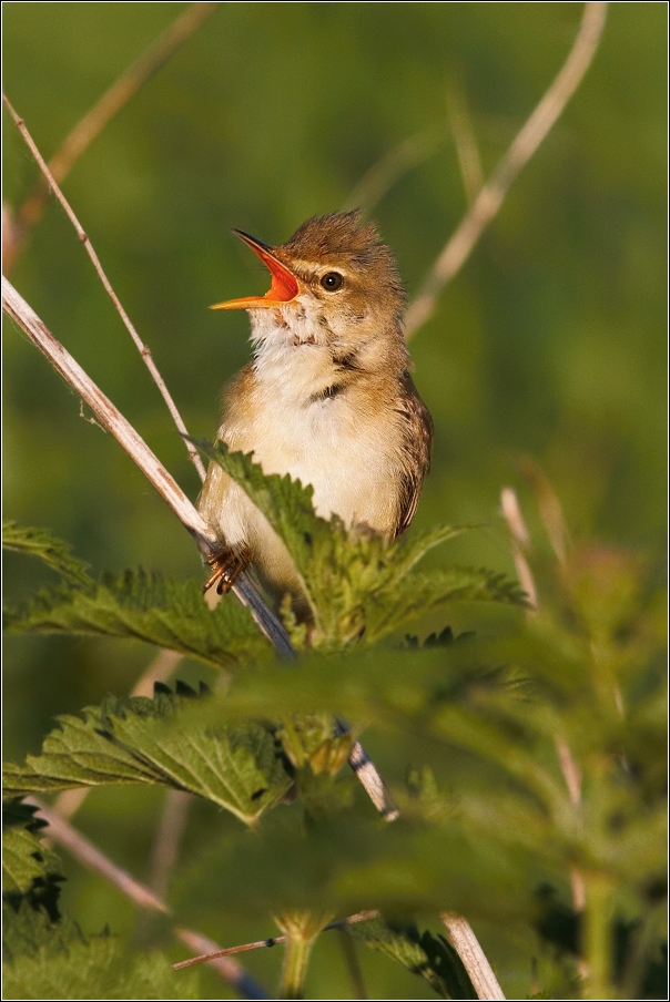 Rákosník zpěvný  ( Acrocephalus palustris )