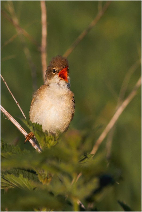 Rákosník zpěvný  ( Acrocephalus palustris )