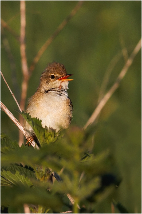 Rákosník zpěvný  ( Acrocephalus palustris )