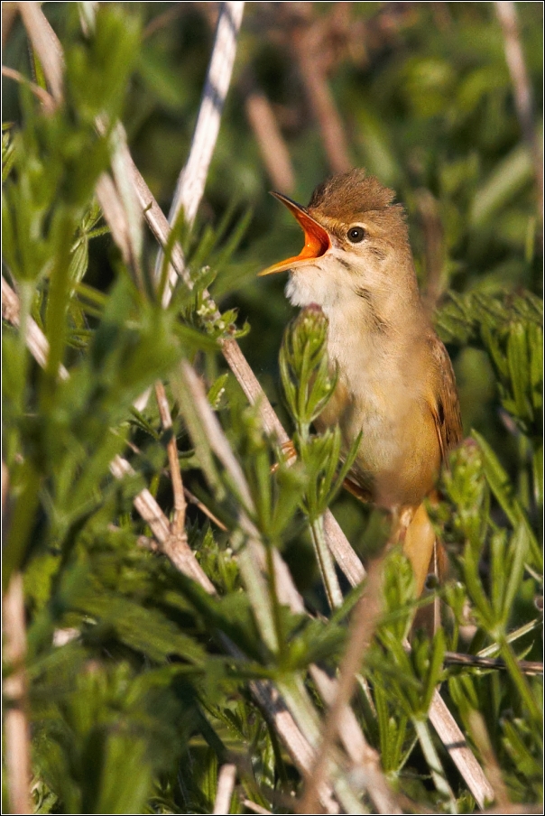 Rákosník zpěvný  ( Acrocephalus palustris )