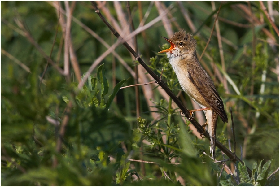 Rákosník zpěvný  ( Acrocephalus palustris )