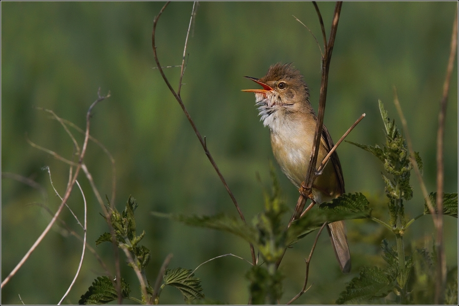 Rákosník zpěvný  ( Acrocephalus palustris )