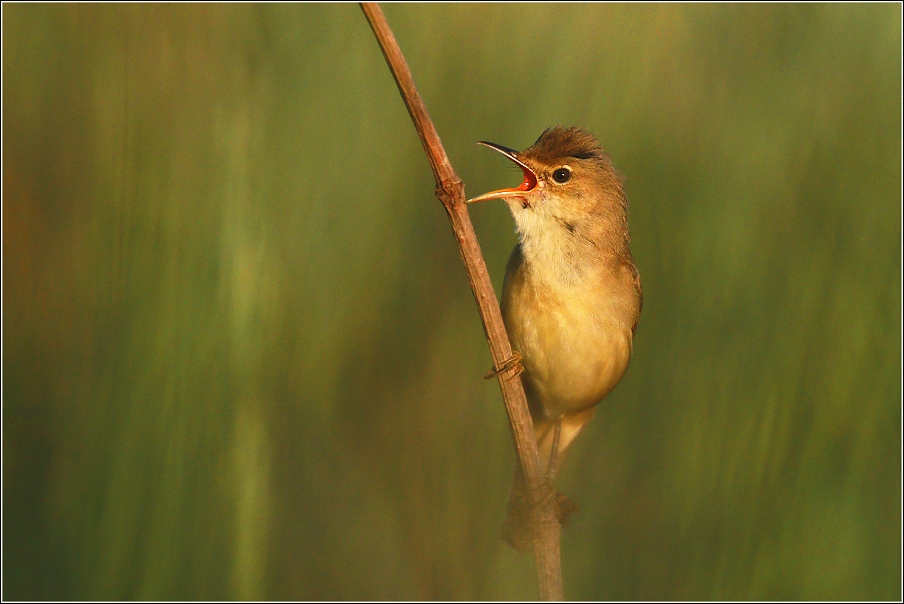 Rákosník zpěvný  ( Acrocephalus palustris )