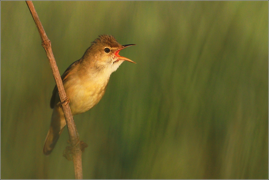 Rákosník zpěvný  ( Acrocephalus palustris )