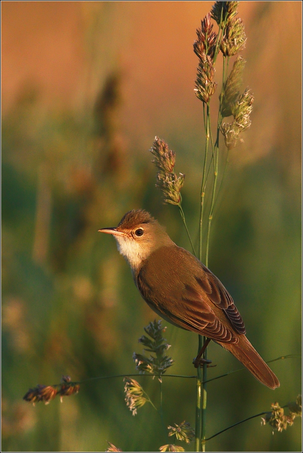 Rákosník zpěvný  ( Acrocephalus palustris )