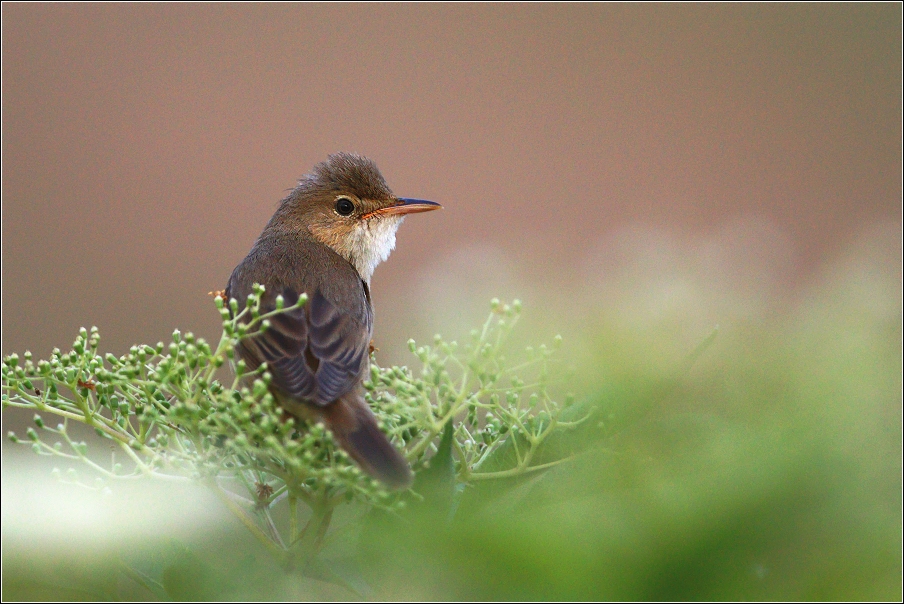 Rákosník zpěvný  ( Acrocephalus palustris )