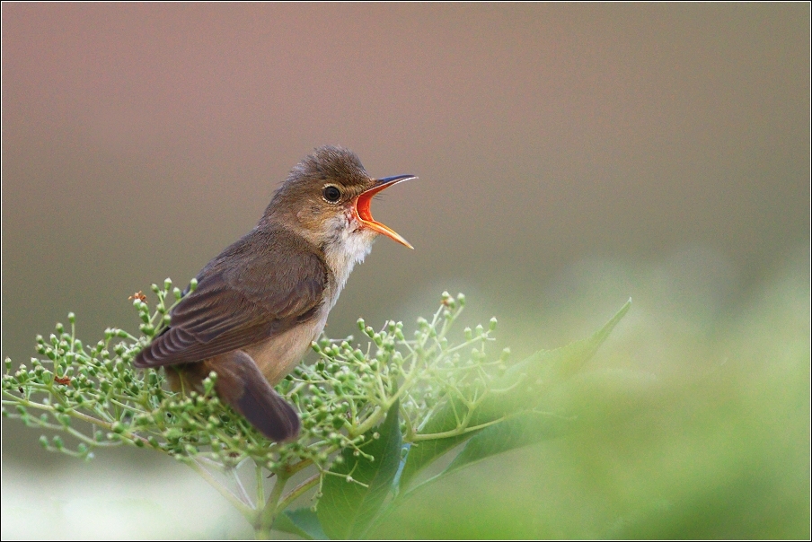 Rákosník zpěvný  ( Acrocephalus palustris )