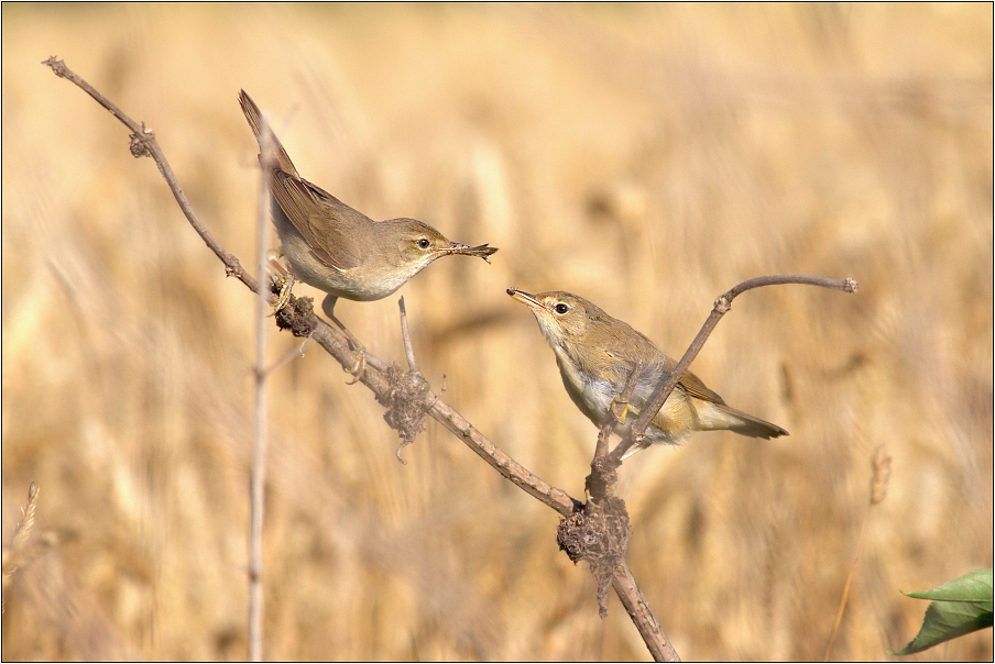 Rákosník zpěvný ( Acrosephalus palustris )