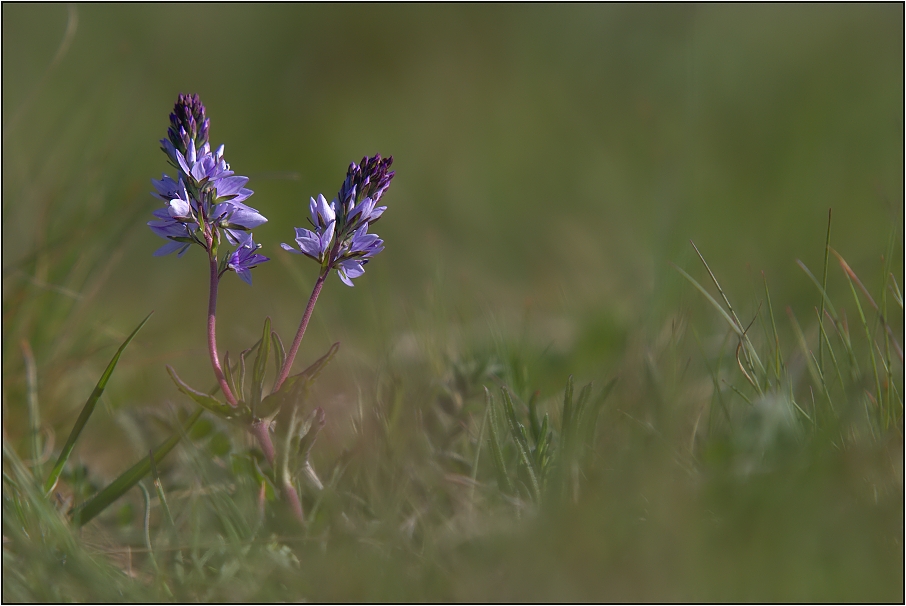 Rozrazil rozprostřený ( Veronica prostrata )