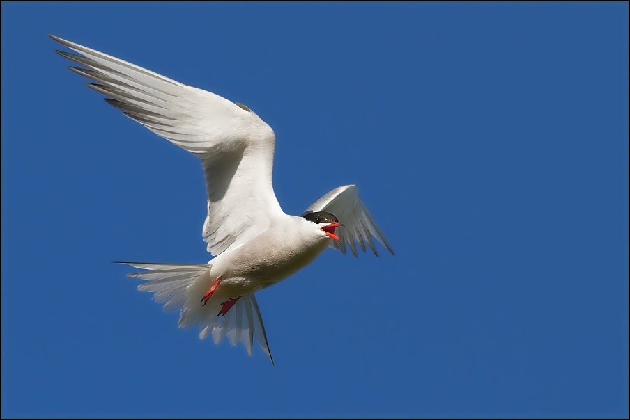 Rybák obecný ( Sterna hirundo )