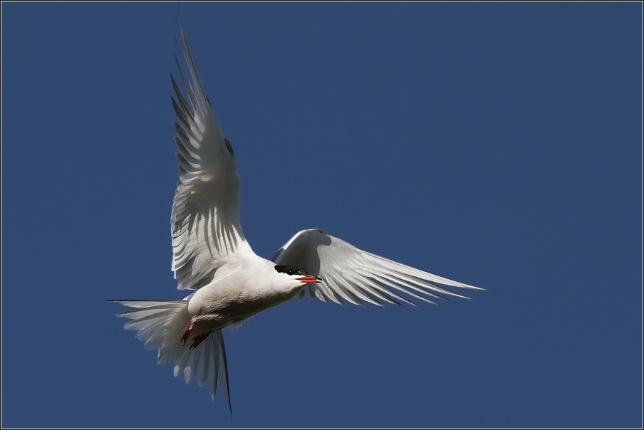 Rybák obecný ( Sterna hirundo )