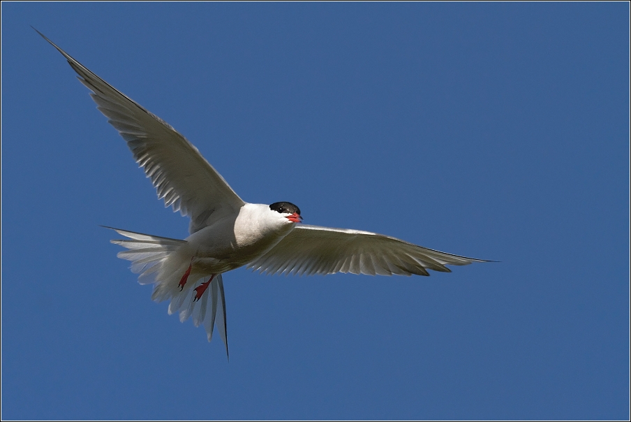 Rybák obecný ( Sterna hirundo )