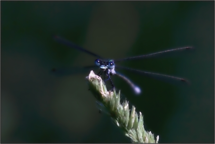 Šidélko větší ( Ischnura elegans )