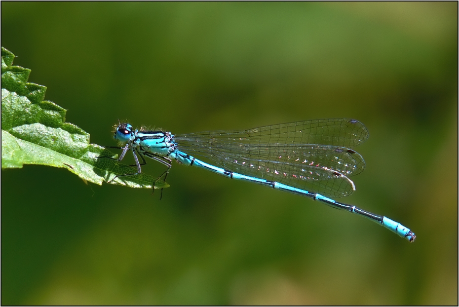 Šidélko větší ( Ischnura elegans )