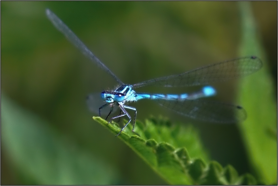 Šidélko větší ( Ischnura elegans )